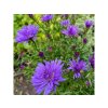 Aster x dumosus 'Blaue Lagune' - hvězdnice křovitá