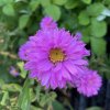 Aster x dumosus 'Peter Harrison' - hvězdnice křovitá