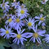 Aster x dumosus 'Victor' - hvězdnice křovitá