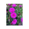 Aster x dumosus 'Starllight' - hvězdnice křovitá