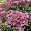 Eupatorium maculatum 'Riesenschirm' - sadec skvrnitý