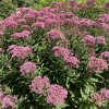 Eupatorium maculatum 'Riesenschirm' - sadec skvrnitý