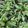 Hosta minima - bohyška