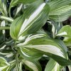 Hosta undulata 'Mediovariegata' - bohyška zvlněná