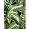 Hosta undulata 'Mediovariegata' - bohyška zvlněná