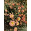Chrysanthemum x morifolium 'Bronze' - listopadka zahradní