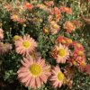 Chrysanthemum x morifolium 'Bronze' - listopadka zahradní