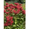Monarda fistulosa 'Gardenview Scarlet' - zavinutka