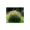 Pennisetum alopecuroides 'Japonicum' - dochan psárkovitý
