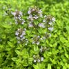 Thymus pulegioides 'Goldentime' - mateřídouška vejčitá
