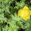 Trollius altissimus - upolín nejvyšší