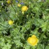 Trollius altissimus - upolín nejvyšší