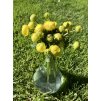Trollius altissimus - upolín nejvyšší