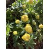 Trollius altissimus - upolín nejvyšší