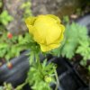 Trollius altissimus - upolín nejvyšší