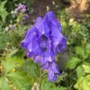 Aconitum carmichaelii 'Arendsii Group' - oměj Carmichaelův