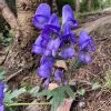 Aconitum carmichaelii 'Arendsii Group' - oměj Carmichaelův