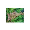 Dryopteris erythrosora - kapraď červenavá