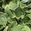 Hosta 'Christmas Tree' - bohyška