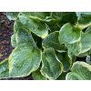Hosta 'Christmas Tree' - bohyška