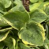 Hosta 'Christmas Tree' - bohyška