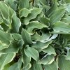 Hosta 'Regal Splendor' - bohyška