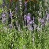 Lavandula angustifolia 'Dwarf Blue' - levandule