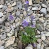 Lavandula angustifolia 'Dwarf Blue' - levandule