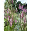 Sanguisorba 'Blackthorn ' - krvavec