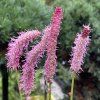 Sanguisorba 'Blackthorn ' - krvavec