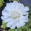 Scabiosa caucasica 'Miss Willmott' - hlaváč kavkazský
