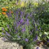 Lavandula angustifolia 'Hidcote Blue Strain' - levandule lékařská
