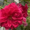 Rosa 'Thomas à Becket' - růže anglická