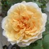 Rosa 'Bathsheba' - růže anglická