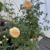 Rosa 'Bathsheba' - růže anglická
