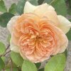 Rosa 'Bathsheba' - růže anglická