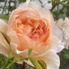 Rosa 'Bathsheba' - růže anglická