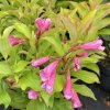 Weigela 'Magic Carpet'® - vajgélie