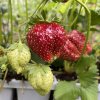 Fragaria 'Elvira' - jahodník raný