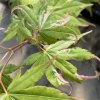 Acer palmatum 'Aizumi nishiki' - javor dlanitolistý