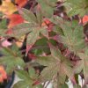 Acer palmatum 'Beni tsukasa' - javor dlanitolistý