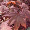 Acer palmatum 'Hino tsukasa' - javor dlanitolistý