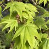 Acer palmatum 'Hogyoku' - javor dlanitolistý