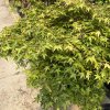 Acer palmatum 'Little princess Kiyohime' - javor dlanitolistý