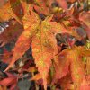 Acer palmatum 'Mikawa yatsubusa' - javor dlanitolistý