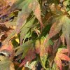 Acer palmatum 'Mikawa yatsubusa' - javor dlanitolistý