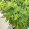 Acer palmatum 'Mikawa yatsubusa' - javor dlanitolistý