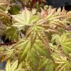 Acer palmatum 'Momoiro koya san' - javor dlanitolistý