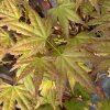 Acer palmatum 'Momoiro koya san' - javor dlanitolistý