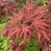 Acer palmatum 'Olsen Frosted Strawberry' - javor dlanitolistý